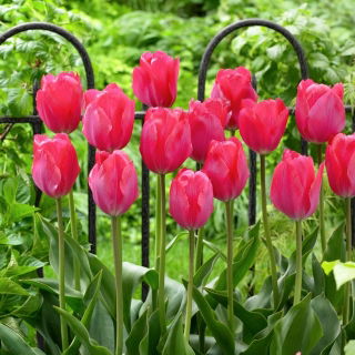 Tulipan Van Eijk - GIGA paczka! - 250 szt.