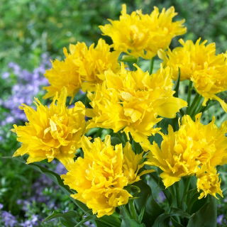 Tulipan Yellow Spider - duża paczka! - 50 szt.