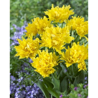 Tulipan Yellow Spider - duża paczka! - 50 szt.