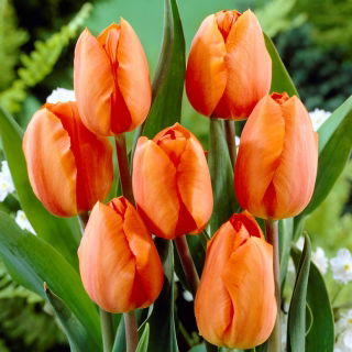 Tulipan pomarańczowy - Orange - GIGA paczka! - 250 szt.