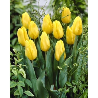 Tulipan żółty - Yellow - GIGA paczka! - 250 szt.