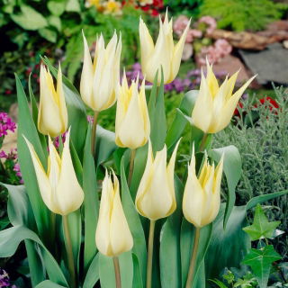 Tulipan Saporro - duża paczka! - 50 szt.