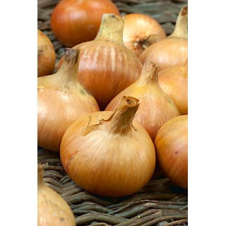 Cebula Octavia - NANO-GRO - 30% większe zbiory