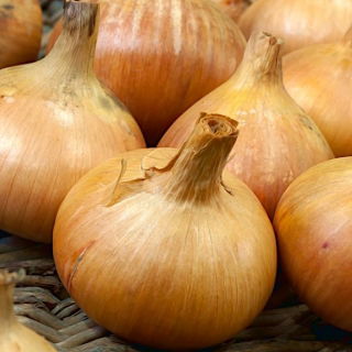 Cebula Octavia - NANO-GRO - 30% większe zbiory
