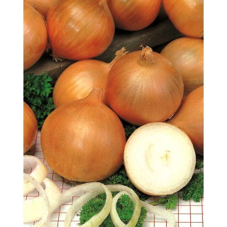 Cebula Torunianka - NANO-GRO - 30% większe zbiory