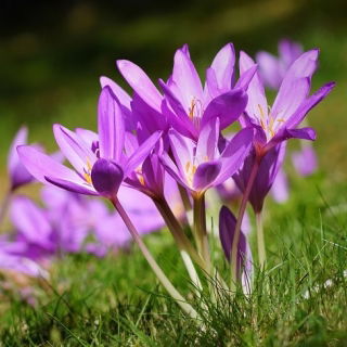 Zimowit - Violet Queen - duża paczka! - 10 szt.