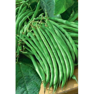 Fasola Jagusia - NANO-GRO - 30% większe zbiory