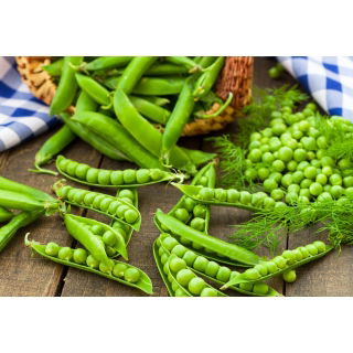 Groch Cud Kelvedonu - NANO-GRO - 30% większe zbiory