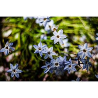 Ipheion - Ifejon - Uniflorum - GIGA paczka! - 500 szt.