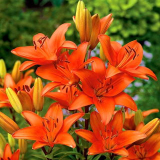 Lilia azjatycka pomarańczowa - Orange - GIGA paczka! - 50 szt.