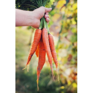 Marchew Berlikumer 2 - Perfekcja - NANO-GRO - 30% większe zbiory