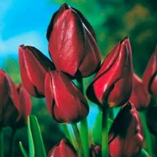 Tulipan Wallflower - duża paczka! - 50 szt.