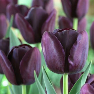 Tulipan Queen of Night - duża paczka! - 50 szt.