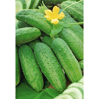 Ogórek Odys F1 - NANO-GRO - 30% większe zbiory