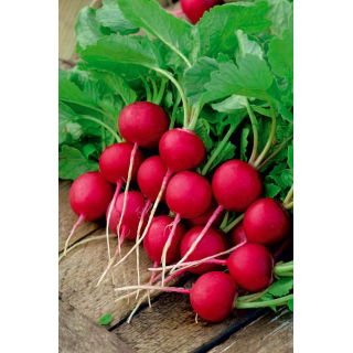 Rzodkiewka Krasa - NANO-GRO - 30% większe zbiory