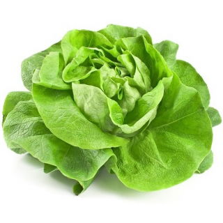 Sałata Królowa majowych - masłowa - NANO-GRO - 30% większe zbiory
