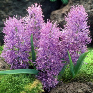 Szafirek pierzasty - Muscari Plumosum - GIGA paczka! - 250 szt.