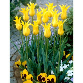 Tulipan West Point - duża paczka! - 50 szt.