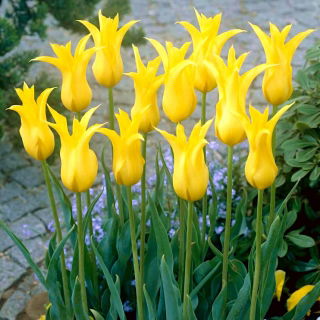 Tulipan West Point - duża paczka! - 50 szt.