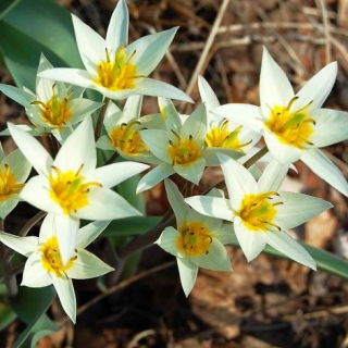 Tulipan Turkestanica - duża paczka! - 50 szt.