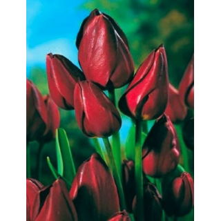 Tulipan Wallflower - duża paczka! - 50 szt.