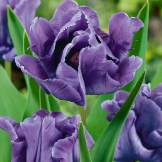 Tulipan papuzi Blue Parrot - duża paczka! - 50 szt.