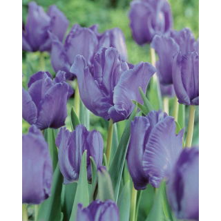 Tulipan papuzi Blue Parrot - duża paczka! - 50 szt.