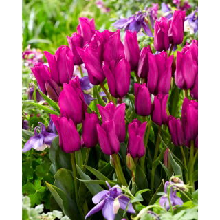 Tulipan Purple Bouquet - duża paczka! - 50 szt.
