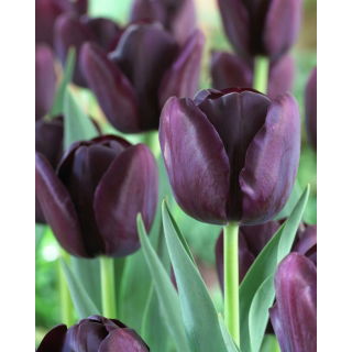 Tulipan Queen of Night - duża paczka! - 50 szt.