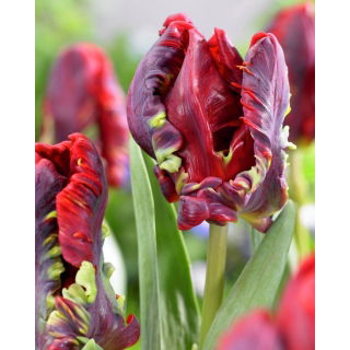 Tulipan Rococo - duża paczka! - 50 szt.