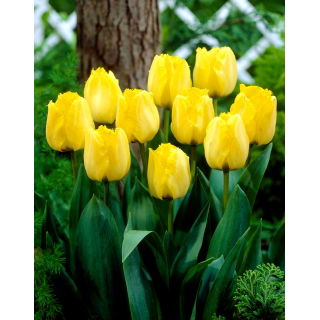 Tulipan Royal Elegance - duża paczka! - 50 szt.
