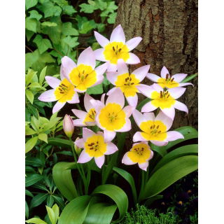 Tulipan Saxatilis - duża paczka! - 50 szt.