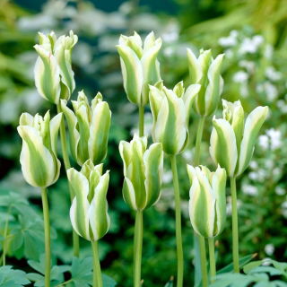 Tulipan Spring Green - duża paczka! - 50 szt.