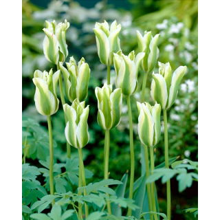 Tulipan Spring Green - duża paczka! - 50 szt.