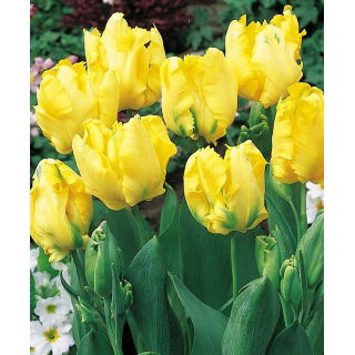 Tulipan papuzi - Texas Gold - duża paczka! - 50 szt.