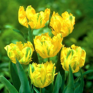 Tulipan papuzi - Texas Gold - duża paczka! - 50 szt.