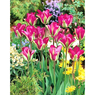 Tulipan Violet Bird - duża paczka! - 50 szt.
