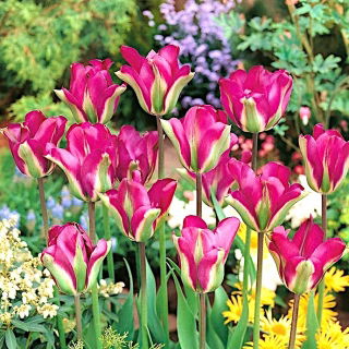 Tulipan Violet Bird - duża paczka! - 50 szt.