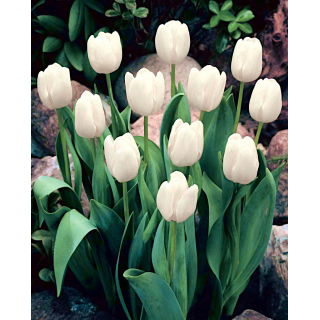Tulipan White Dream - duża paczka! - 50 szt.