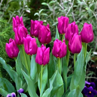 Tulipan Passionale - GIGA paczka! - 250 szt.