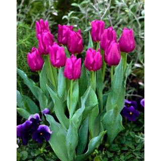 Tulipan Passionale - GIGA paczka! - 250 szt.