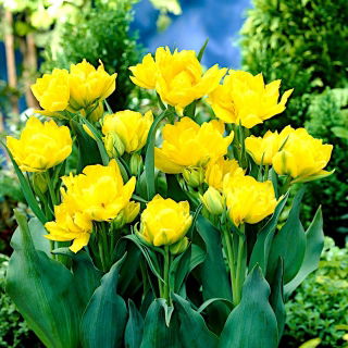Tulipan Monte Carlo - duża paczka! - 50 szt.