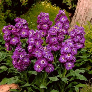 Lewkonia letnia Excelsior Purple Heart