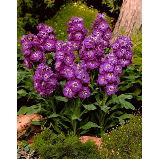 Lewkonia letnia Excelsior Purple Heart