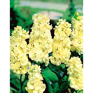 Lewkonia letnia Excelsior Yellow Wonder