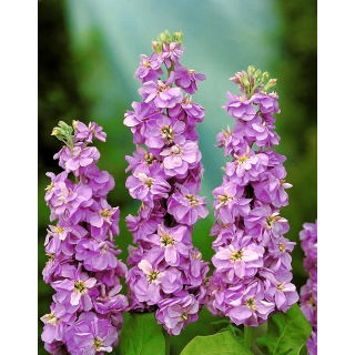 Lewkonia letnia Excelsior Lavender Lilac