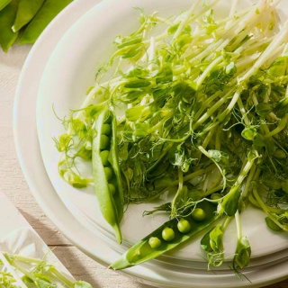 Microgreens - Groch cukrowy - młode listki o unikalnym smaku - 1 kg