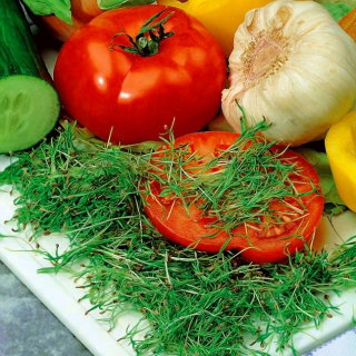 Microgreens - Koper - młode listki o unikalnym smaku - 1 kg