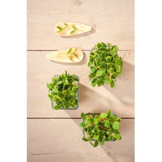Microgreens - Słonecznik - młode listki o unikalnym smaku - 1 kg