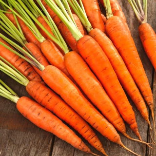 Marchew Finezja - późna